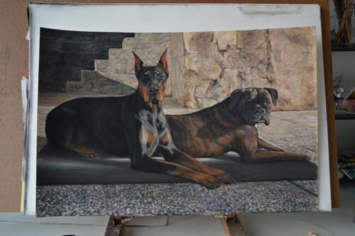 Doberman e Boxer